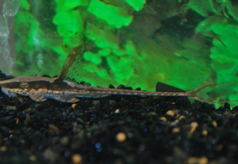 Sturisomatichthys Aureus M