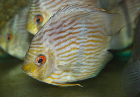 Symphysodon Curidiqui L