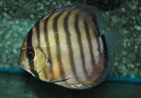 Symphysodon Aequif. Peru M