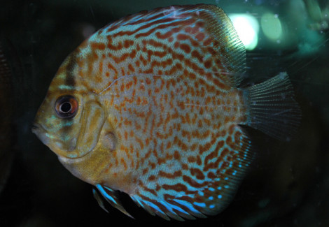 S. Aequifasciatus Leopard Snakeskin S