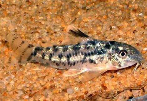 Aspidoras Poecilus M