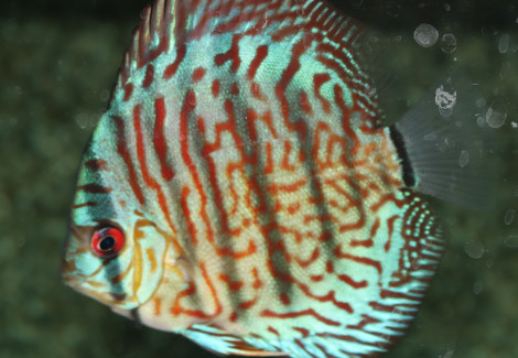 Discus Red Turquoise M