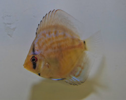 Discus Blue Turquoise  M/L