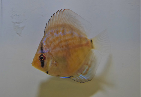 Discus Blue Turquoise  M/L