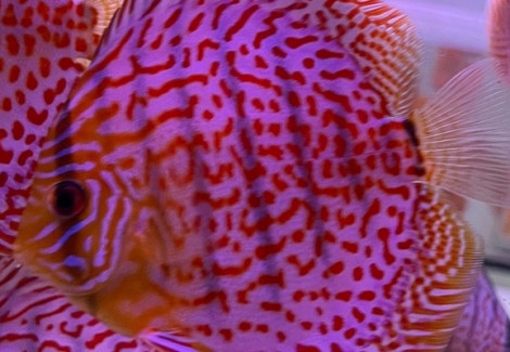Symphysodon Aeq. Leopard S/M