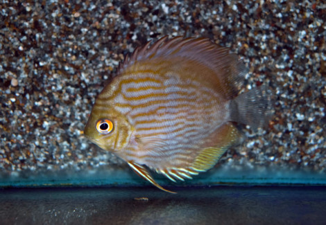 S. Discus Rio Negro L