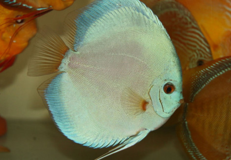 S. Aequifasciatus Blue Diamond L