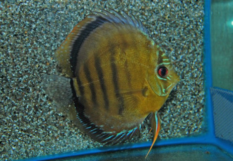 S. Aequifasciatus Axelrodi Xl