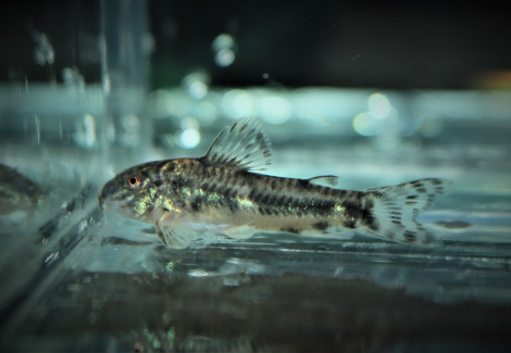 Aspidoras Raimundi M