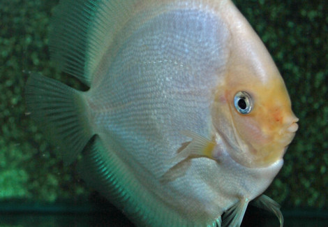 Discus White Diamond M