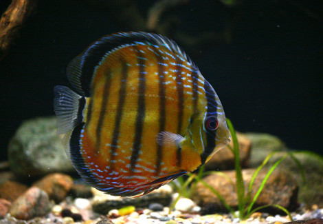 Symphysodon Aequif. Nhamunda Xl