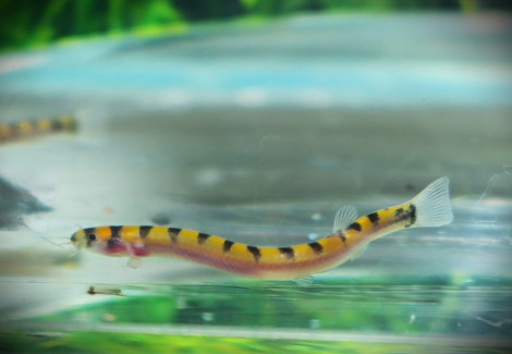 Pangio Cuneovirgata M