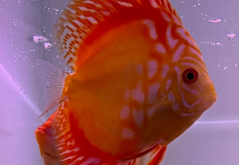 Symphysodon Aeq.Red Map L