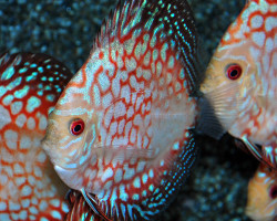 Discus Pigeon Checkerboard L