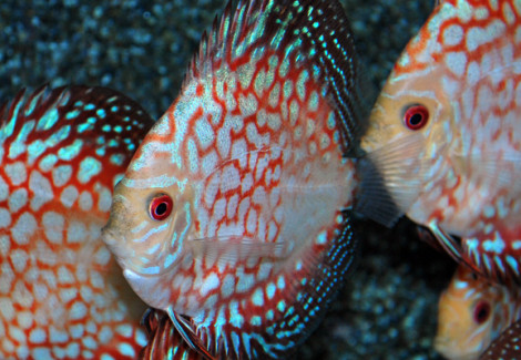 Discus Pigeon Checkerboard L