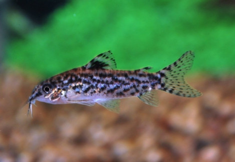 Aspidoras Pauciradiatus M