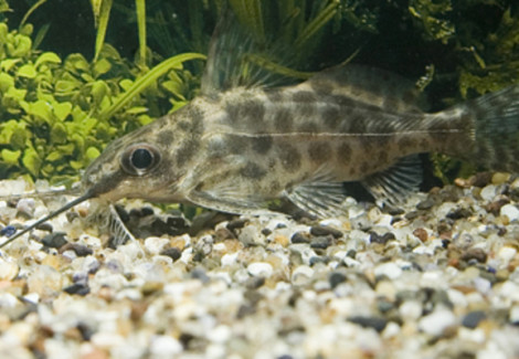 Synodontis Alberti M