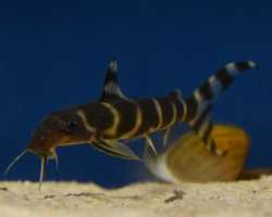 Synodontis Brichardi L