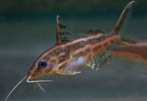 Synodontis Flavitaeniatus S