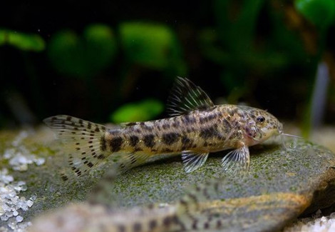 Aspidoras Spilotus M