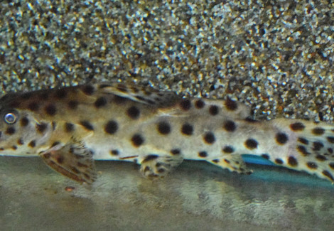 Synodontis Longirostris  Xl