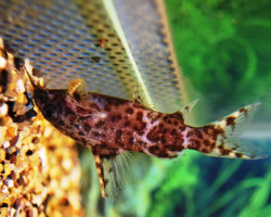 Synodontis Nigriventris M