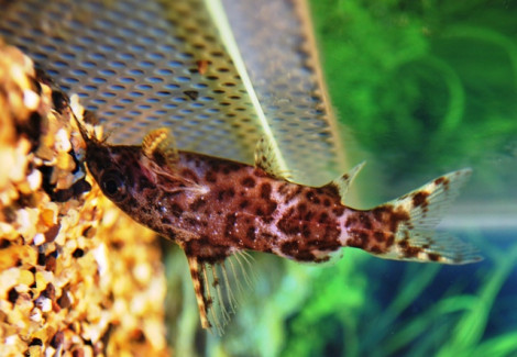 Synodontis Nigriventris M