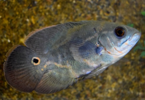 Astronotus Ocellatus S