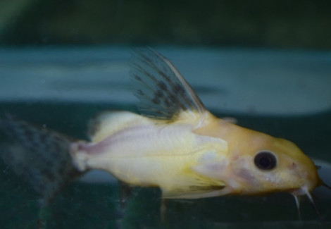 Synodontis Nigrita Gold/Black L