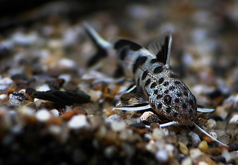 Synodontis Lucipinnis L