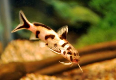Synodontis Sp. Polli White M/L