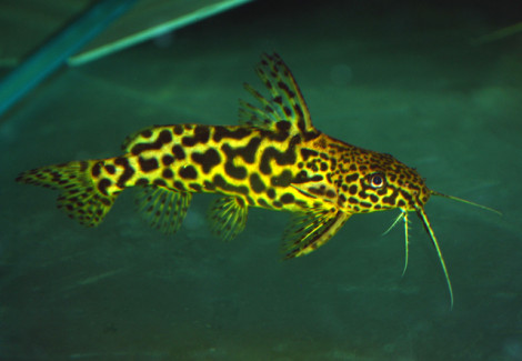 Synodontis Schoutedeni L