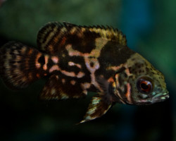 Astronotus Ocellatus Red Tiger S/M