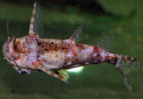 Synodontis Contracta M