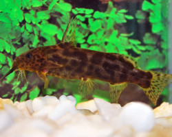 Synodontis Waterloti S