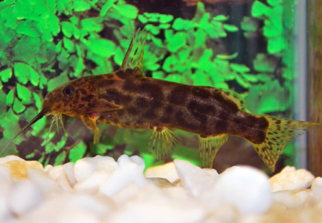 Synodontis Waterloti S