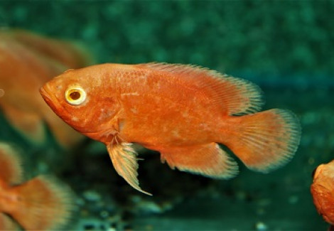 Astronotus Ocellatus Red Chili M