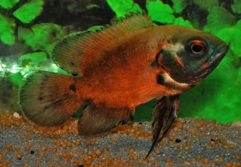 Astronotus Ocel.Red M