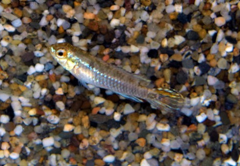 Taeniacara Candidi M