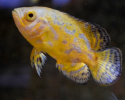 Astronotus Ocellatus Lemon M