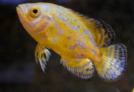 Astronotus Ocellatus Lemon M