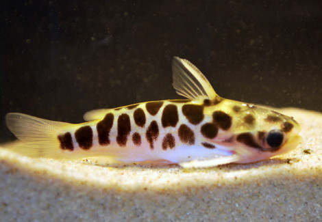 Duringlanis Perugiae M