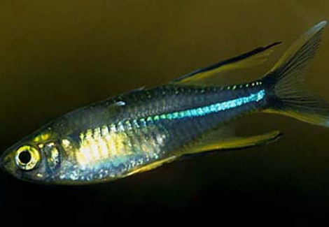 Marosatherina Ladigesi S
