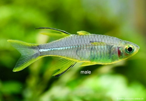 Marosatherina Ladigesi Xl