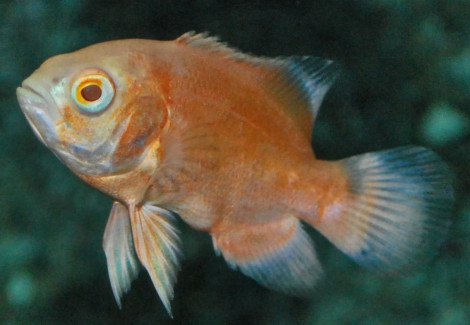 Astronotus Ocel.Red Albino M