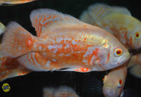 Astronotus Ocellatus Albino S/M