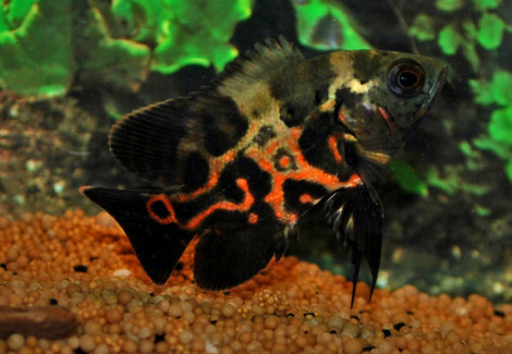 Astronotus Ocellatus S/M