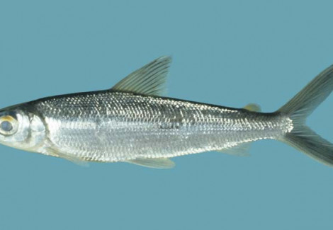 Argonectes Longiceps L