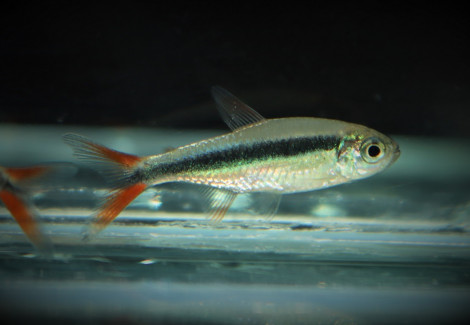 Thayeria Sp. Rio Teles Pires L