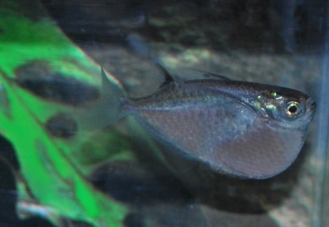 Thoracocharax Stellatus S/M